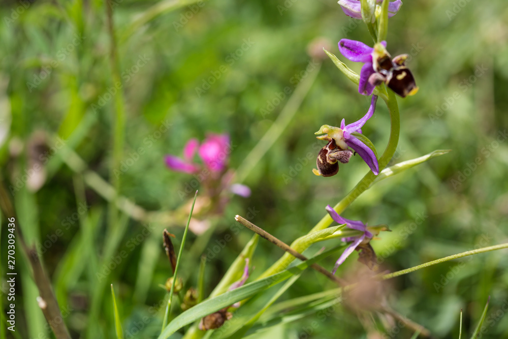 Hari bulbul plant of the Orchid family. Wild plant in habitat in the mountains of the Caucasus, Azerbaijan. Hari bulbul plant of the Orchid family. Wild plant in habitat in the mountains of the Caucasus, Azerbaijan.