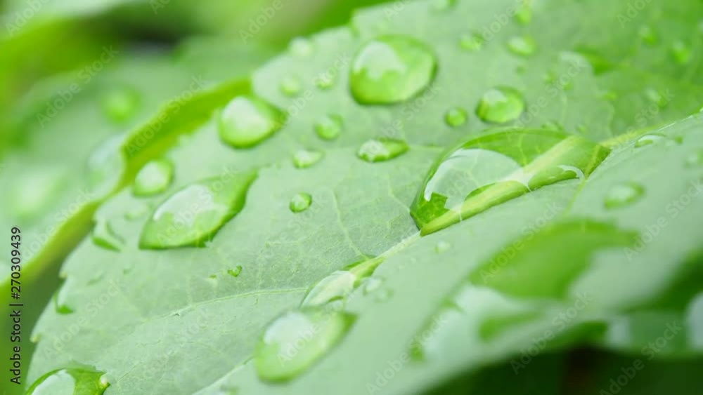 植物の葉 雨の日 水滴 雨 植物の葉 雨の日 水滴 雨