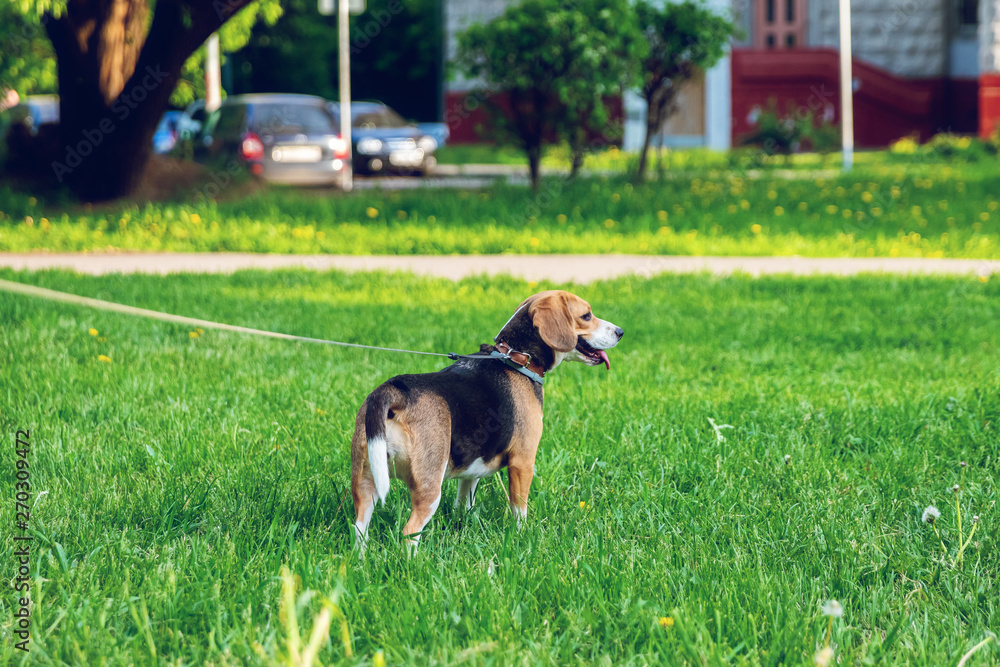 Portrait of cute beagle dog in the park at summer time. Funny pet portrait. Portrait of cute beagle dog in the park at summer time. Funny pet portrait.
