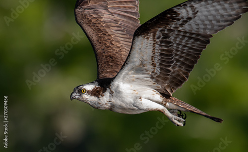 Closeup of an Osprey Flying