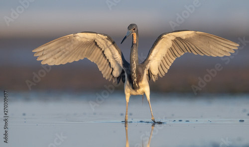 Obraz na plátně Tricolored heron in Florida