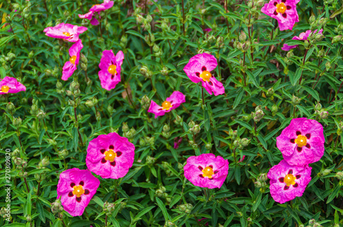 Pink flowers of cistus in spring photo