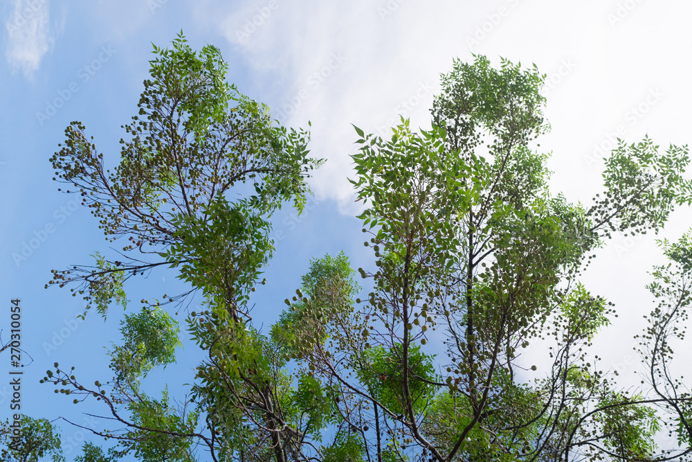 Fototapeta premium A tree and the sky
