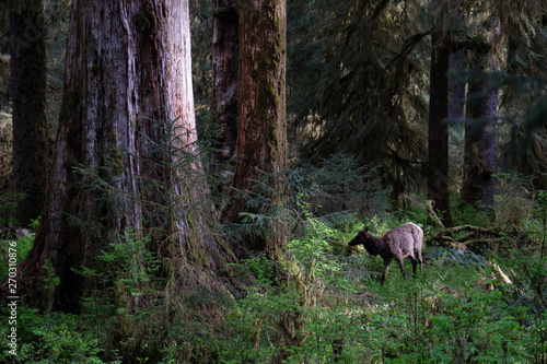 Hoh Elk in Trees