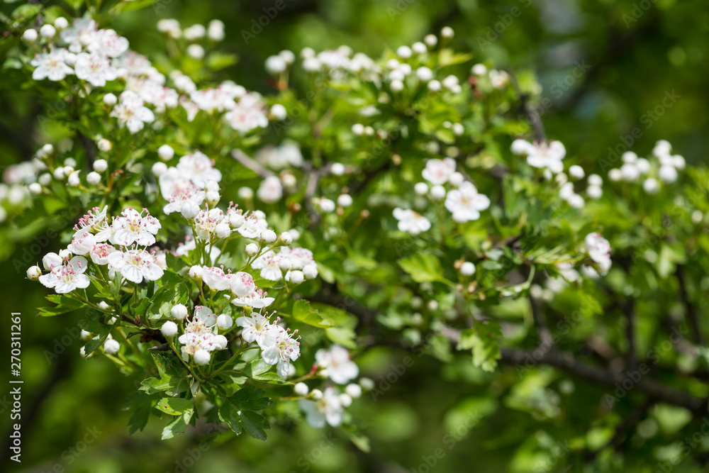 Fototapeta premium Hawthorn flowers. The close-up of white hawthorn flowers