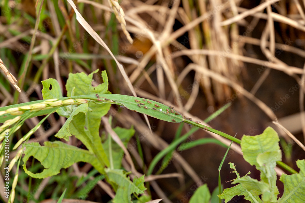 Brown plant hoppers on rice plant in Java island, Indonesia