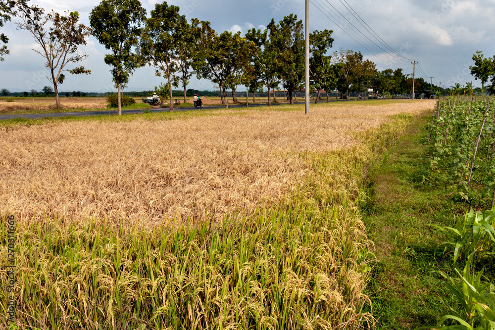Rice plants damaged by brown plant hoppers in Java island, Indonesia