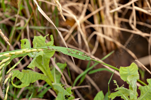 Brown plant hoppers on rice plant in Java island, Indonesia