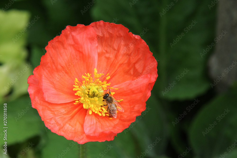 Bee in flower Bee in flower