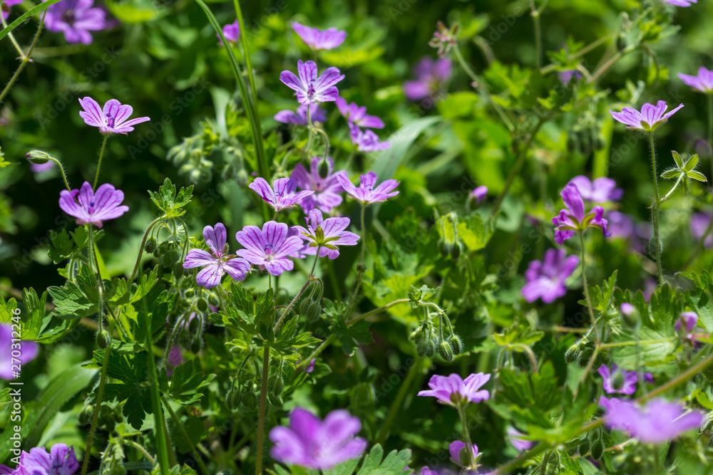 Purple little wild field flowers wild close up. Shemakha, Azerbaijan. Purple little wild field flowers wild close up. Shemakha, Azerbaijan.