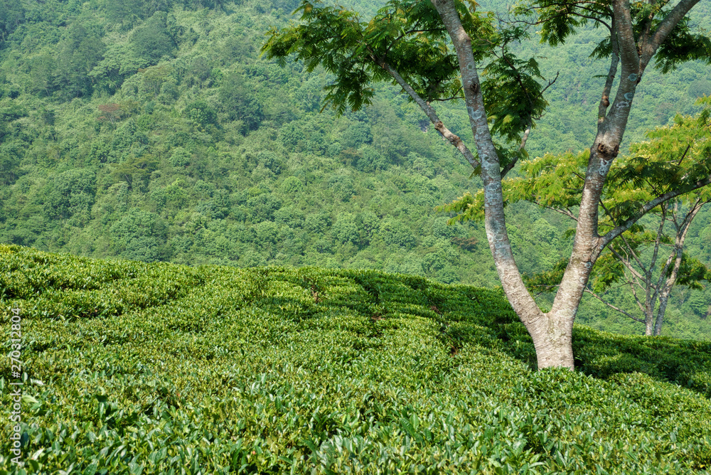 Fototapeta premium Mountain Tea Garden