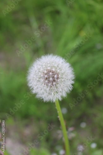 dandelion on background of green grass