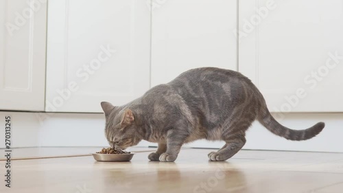 Scottish straight cat comes to his silver bowl and eating dry food