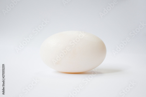 Crocodile egg with white background