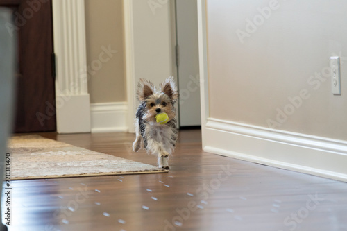 Photography Small dog running with ball