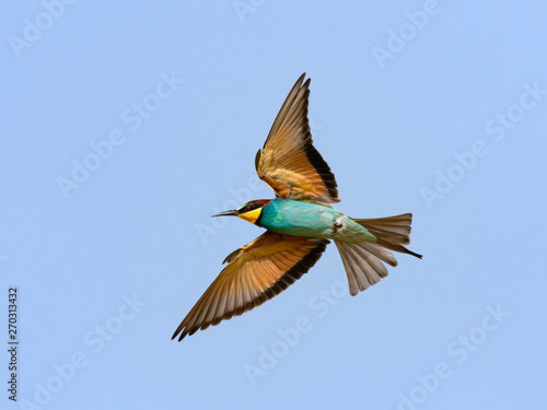 European Bee-Eater in Flight on Blue Sky