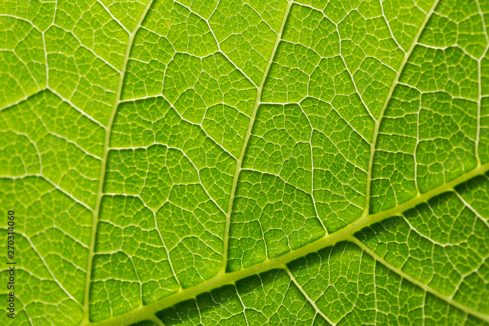 Green leaf pattern, natural background. Green natural background, visible leaf texture Green leaf pattern, natural background. Green natural background, visible leaf texture