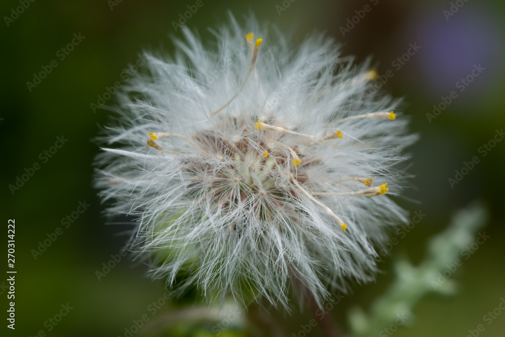 Fototapeta premium Close-up of the dandelion flower with seeds of another dandelion