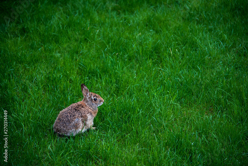 rabbit in the grass © Ramasamy