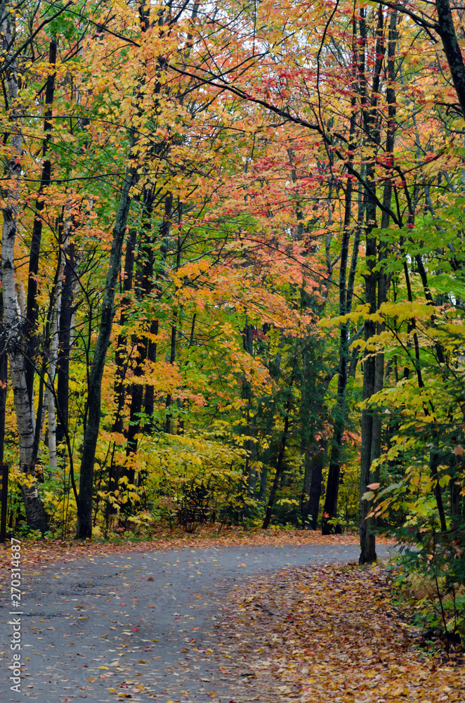 Fototapeta premium Colorful trees