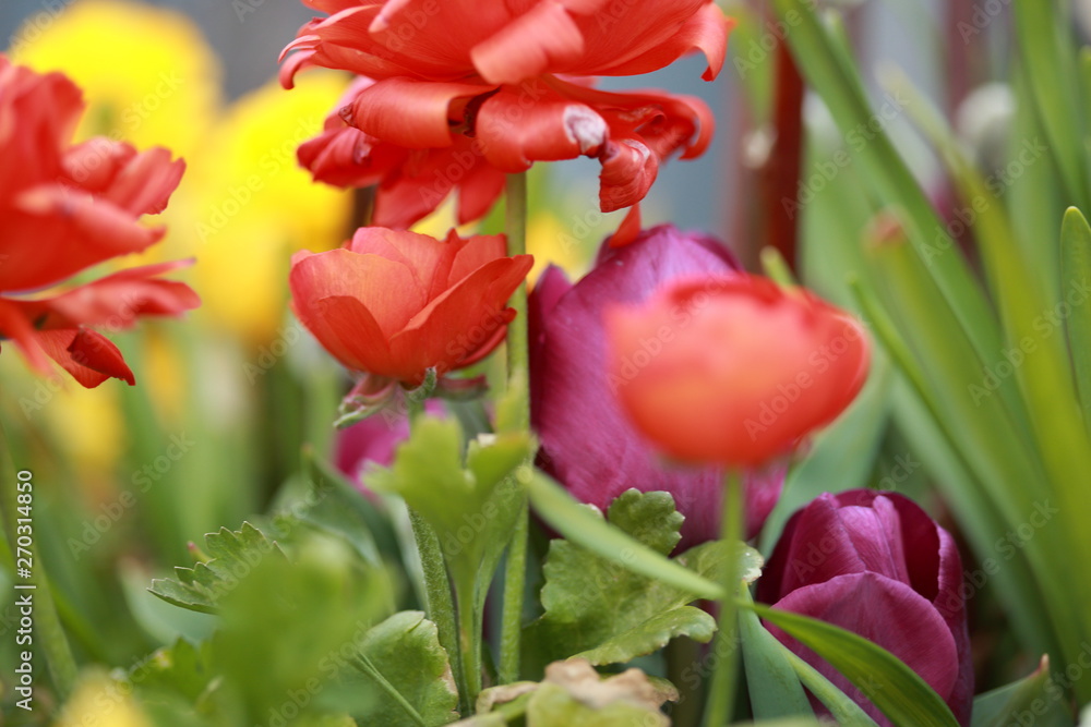 Fototapeta premium spring love