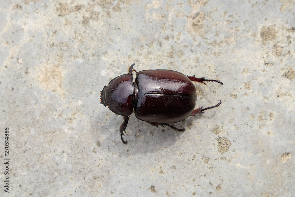 The beetle death laying down on concrete, Onthophagus gazella is a species of scarab beetle,beetle Died on the concrete. The beetle death laying down on concrete, Onthophagus gazella is a species of scarab beetle,beetle Died on the concrete.