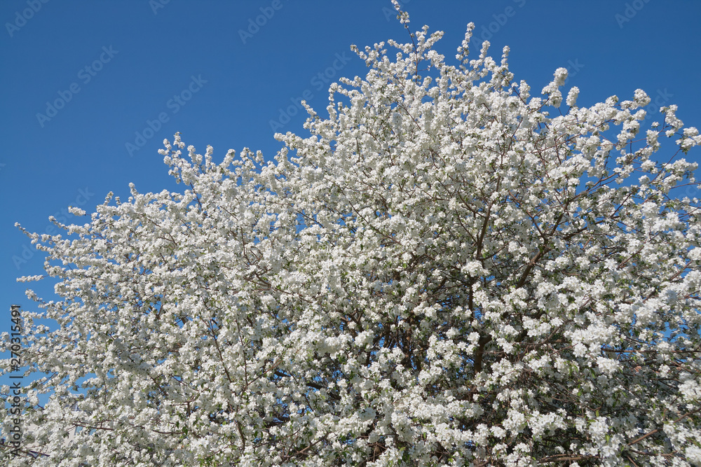 Shot of blooming apple tree crown with white flowers Shot of blooming apple tree crown with white flowers