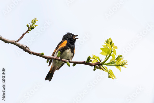 American Redstart  singing on a budding tree branch in spring, Ottawa