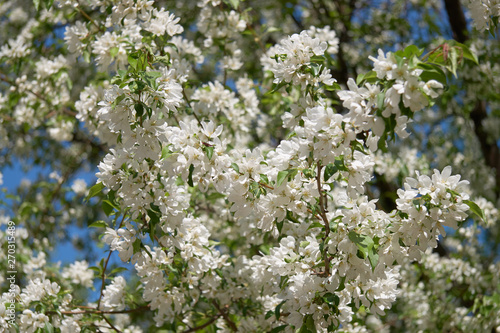 Shot of blooming apple tree crown with white flowers