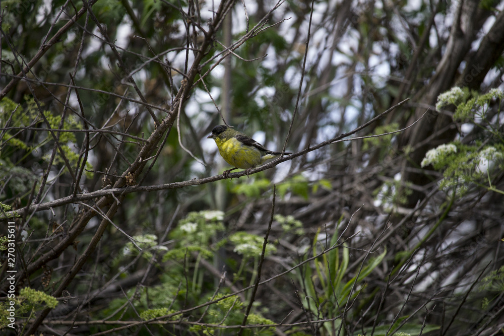 Obraz premium Male Lesser Goldfinch