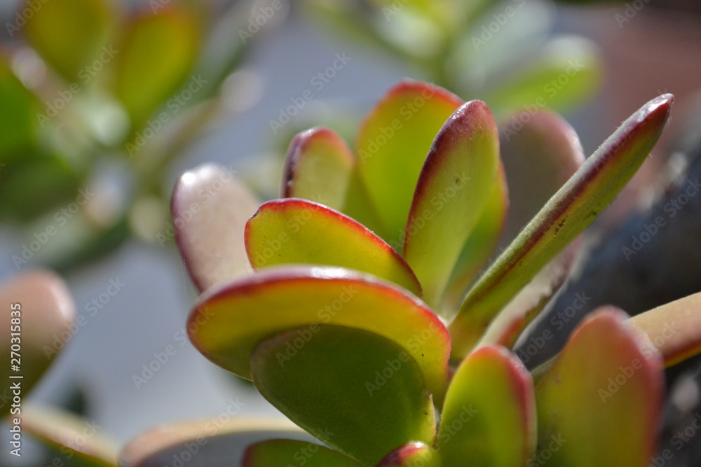 Planta Close up Planta Close up