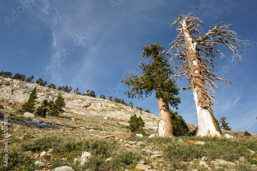 Foxtail pine, Pinus balfouriana photo