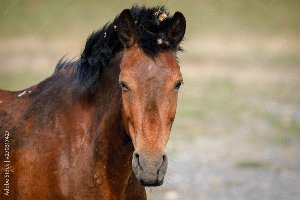 Fototapeta premium Horse