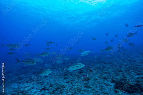 青い海を泳ぐギンガメアジの群れ 小笠原