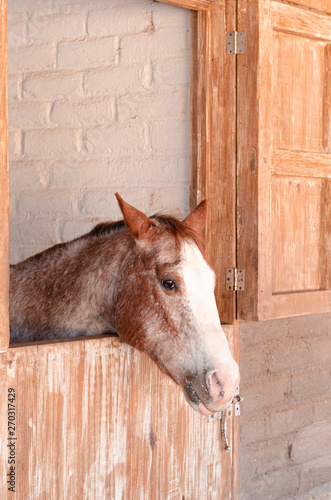 Caballo en el establo