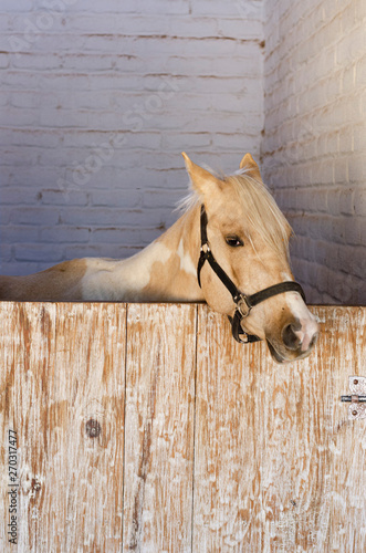Caballo color capuchino