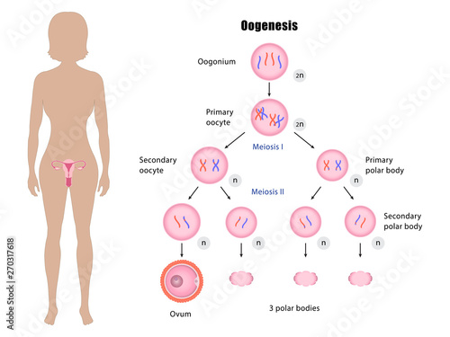 Female reproductive system and oogenesis vector ESP10 photo