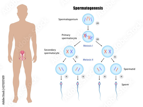 Male reproductive system and spermatogenesis