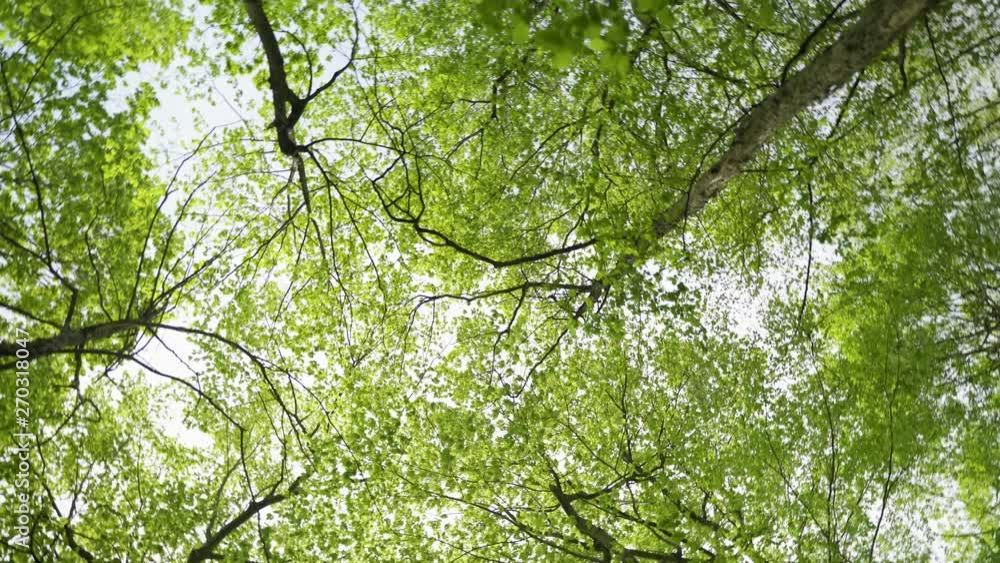Nature area looking up at trees while spinning Nature area looking up at trees while spinning
