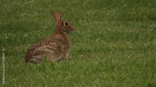 close up of a rabbit grazing in a field photo