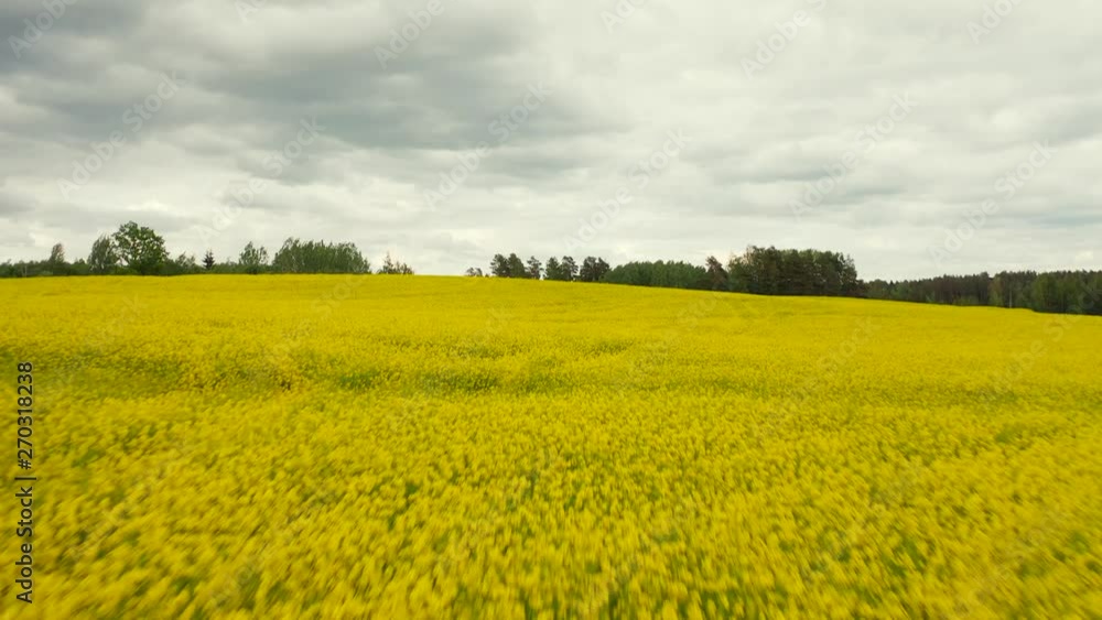 Aerial view of beautiful yellow rapeseed fields in Latvia Aerial view of beautiful yellow rapeseed fields in Latvia