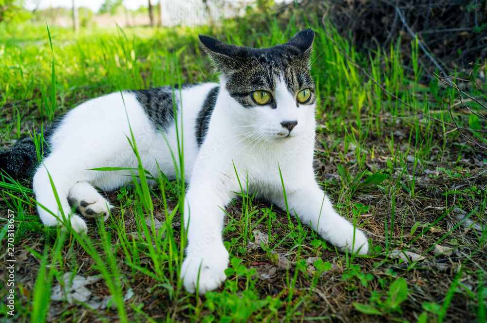 Striped cat lies in the green grass on the street Striped cat lies in the green grass on the street