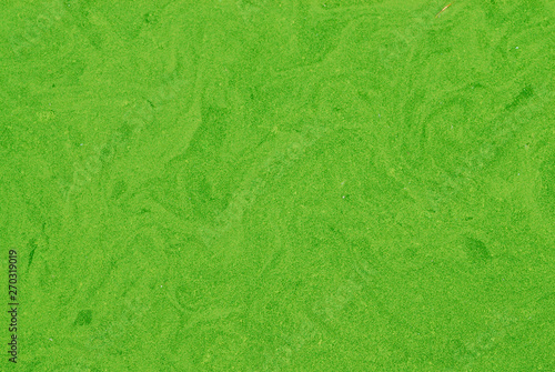Detail of a bright green algae bloom on the surface of a water body.