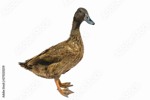 Obraz na płótnie Brown Khaki Campbell duck on a white background.