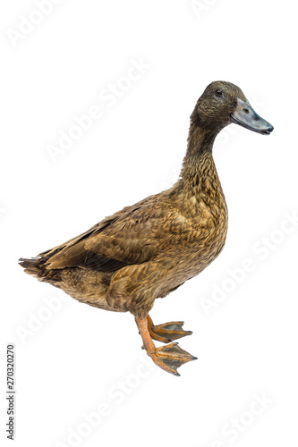 Fotografie Brown Khaki Campbell duck on a white background.