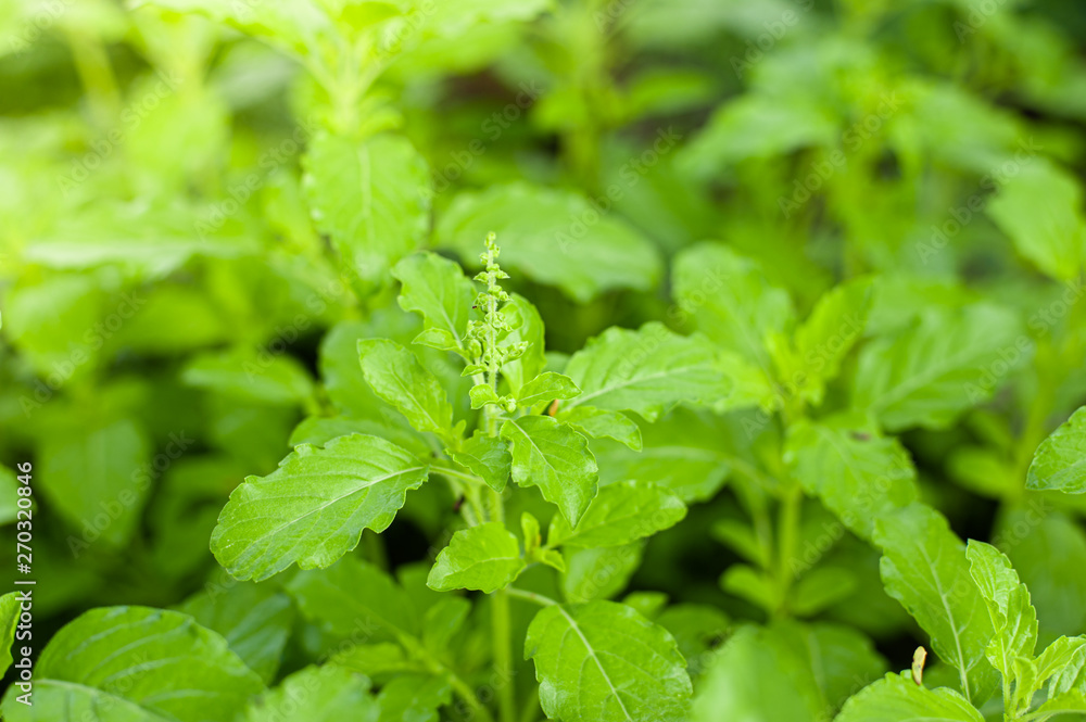 Closeup nature view of basil green leaf in garden at summer under sunlight. Natural green plants landscape using as a background or wallpaper. Closeup nature view of basil green leaf in garden at summer under sunlight. Natural green plants landscape using as a background or wallpaper.
