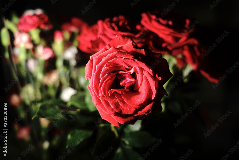 Rose in the black background, Valentine and Romantic Rose in the black background, Valentine and Romantic