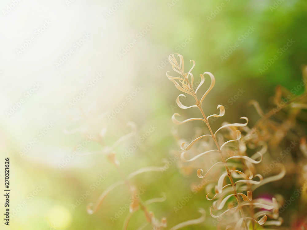 Fototapeta premium spring background with flowers and leaves