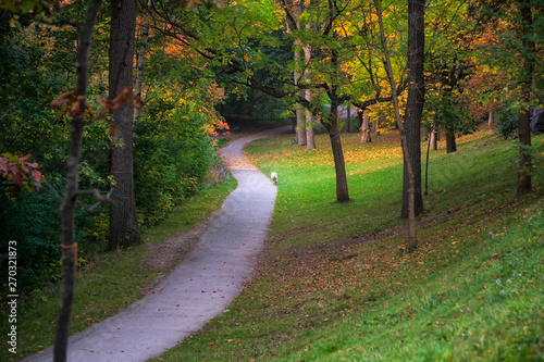 A dog runing along a path amid trees