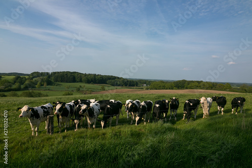 Holstein Rind Felder 